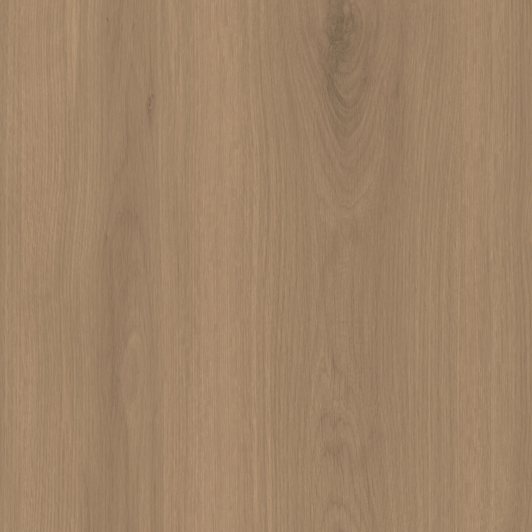 Canella Oak